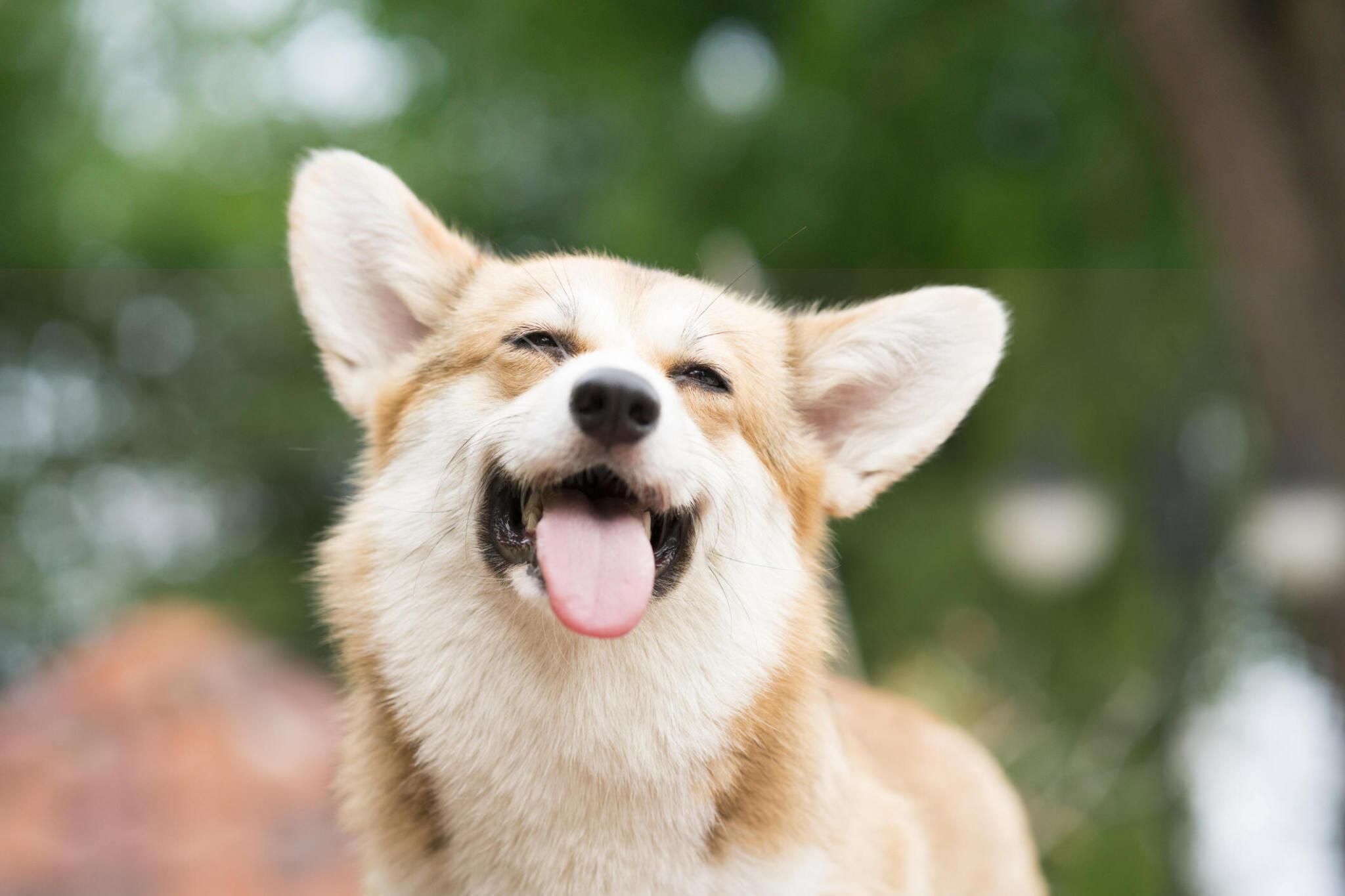  image of corgi 
