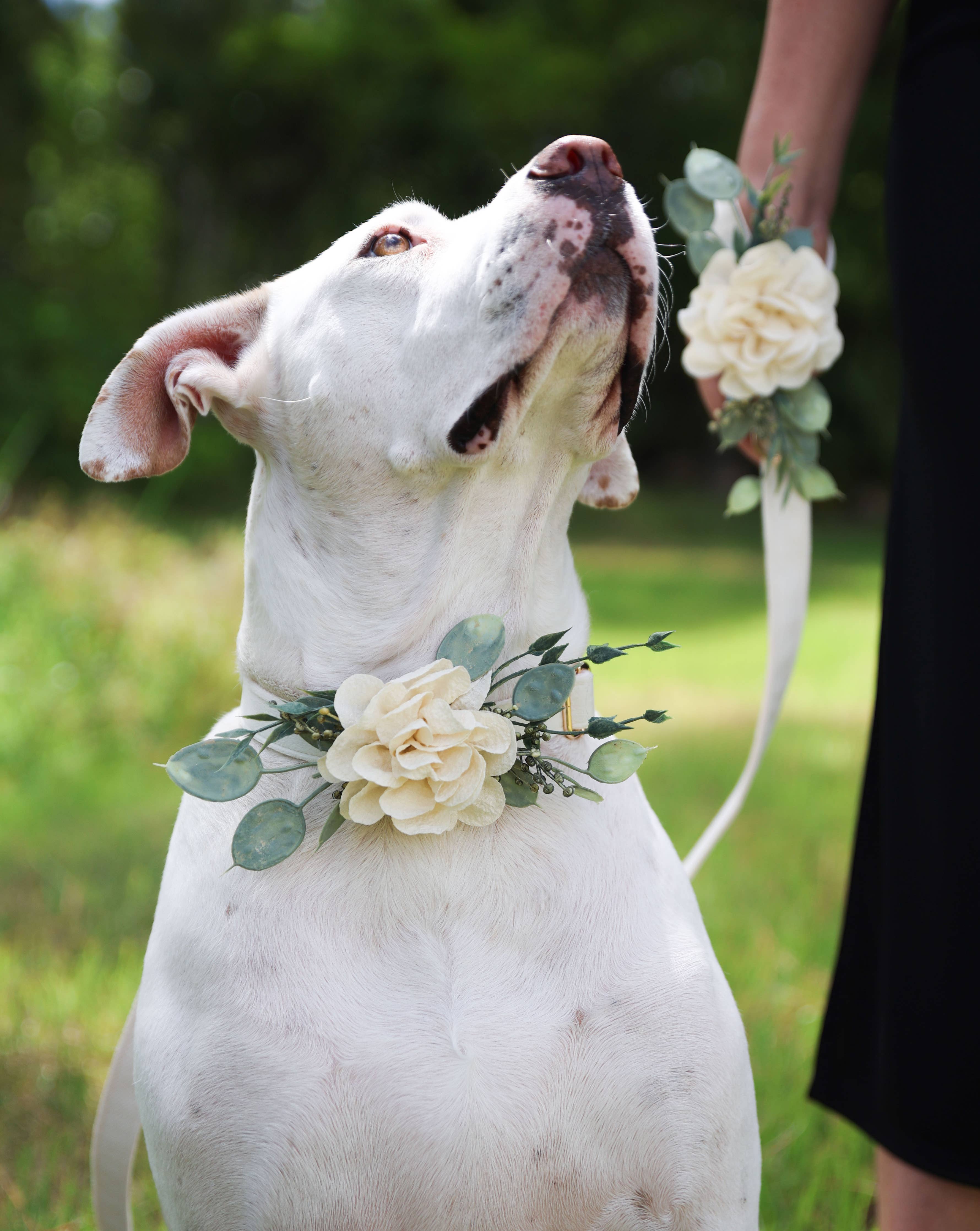 Floral Decor for Dog Wedding Collar | Ring Bearer Dog