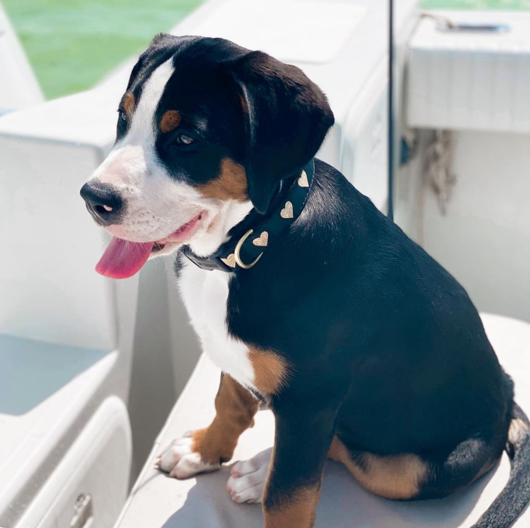 Heart of Gold Dog Collar