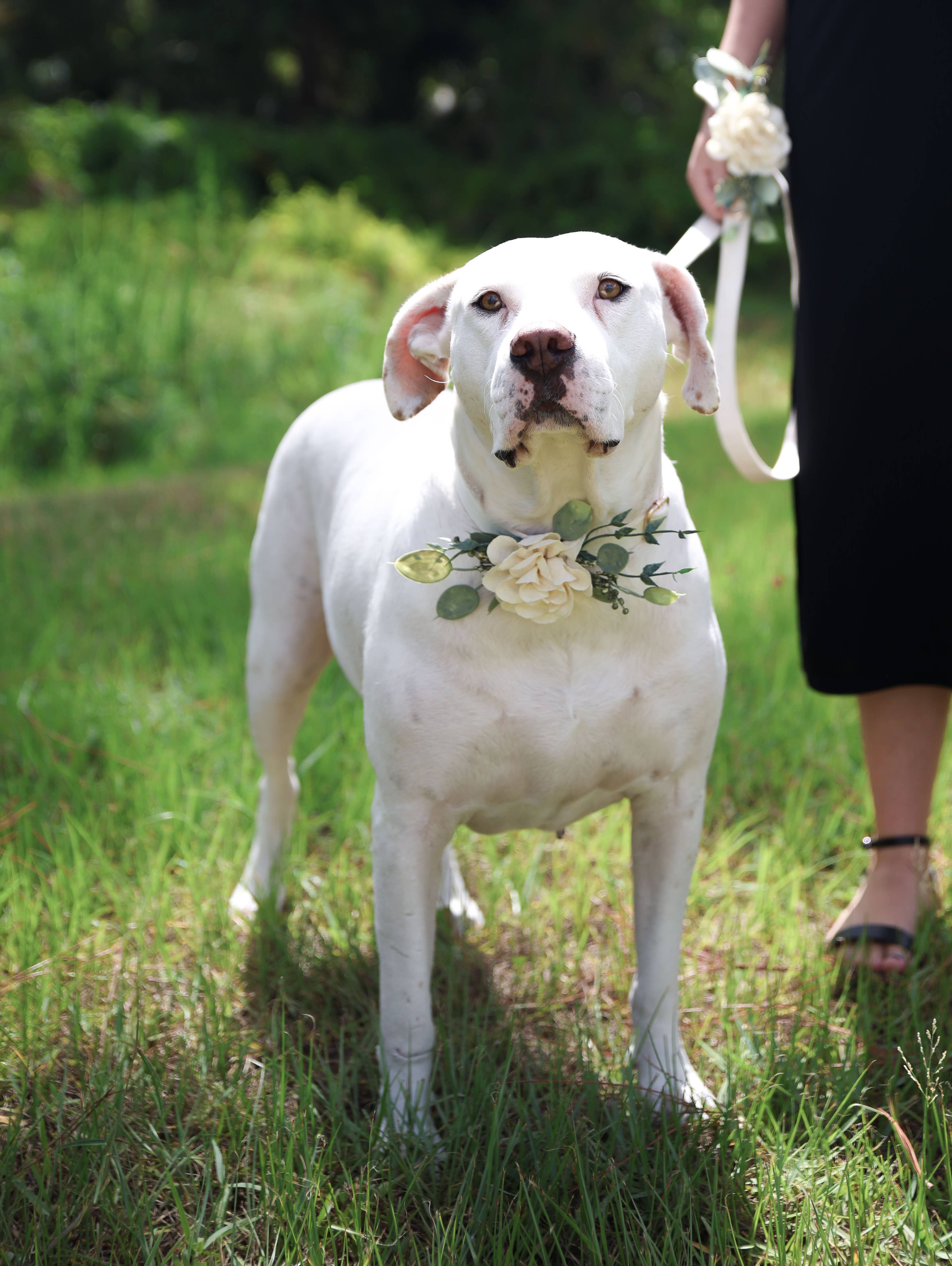 Floral Decor for Dog Wedding Collar | Ring Bearer Dog