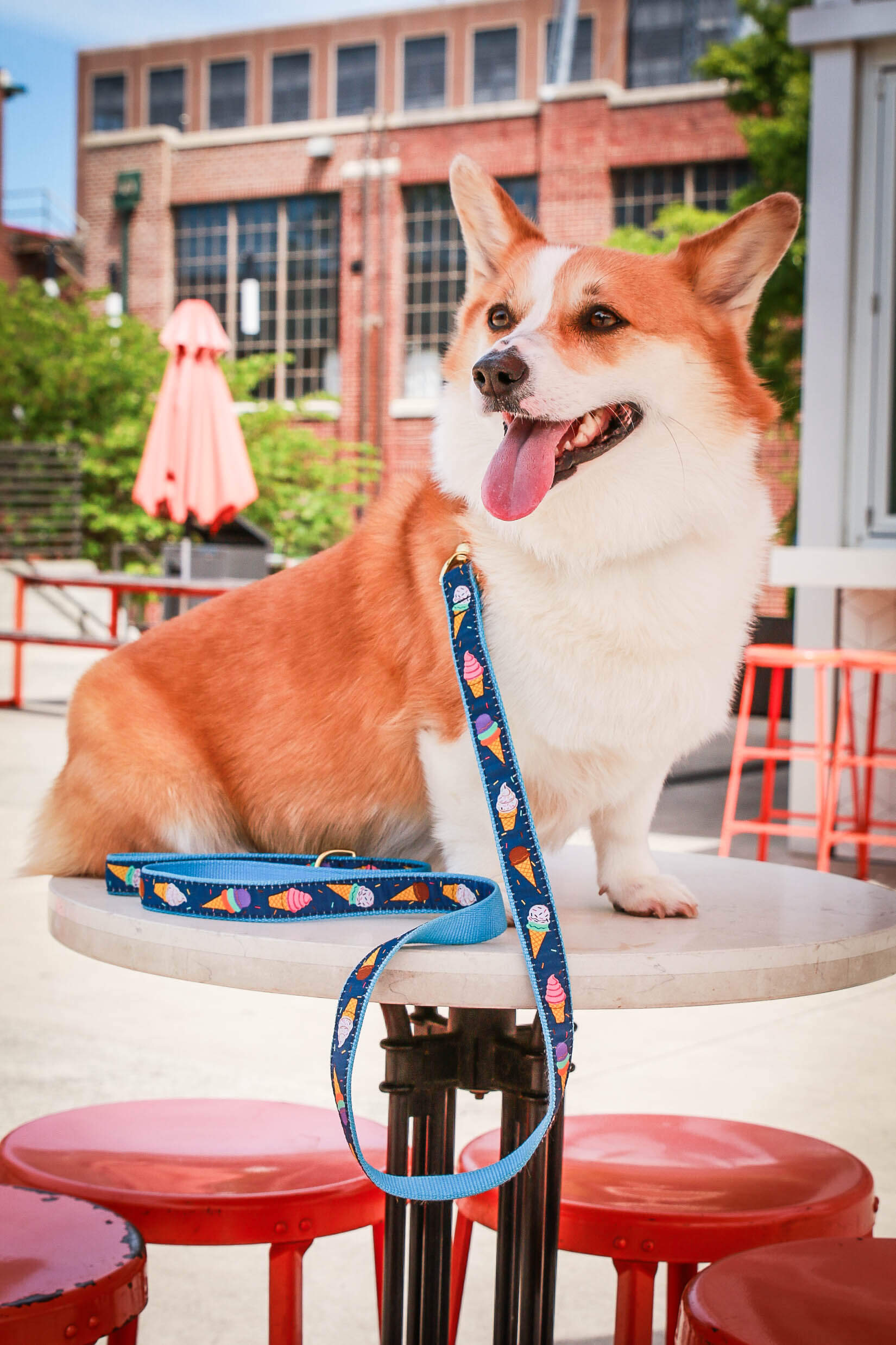 Ice cream Lover Collar