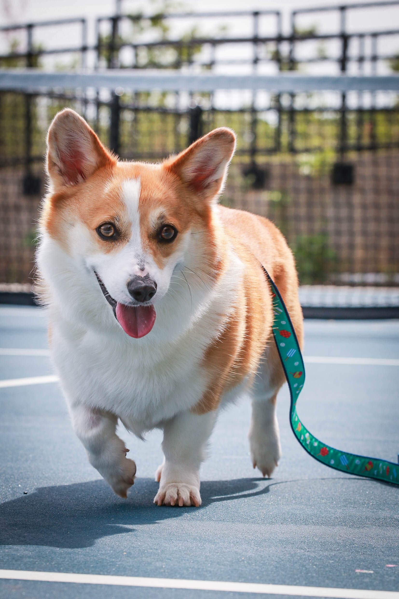 Pickleball Lover Lead