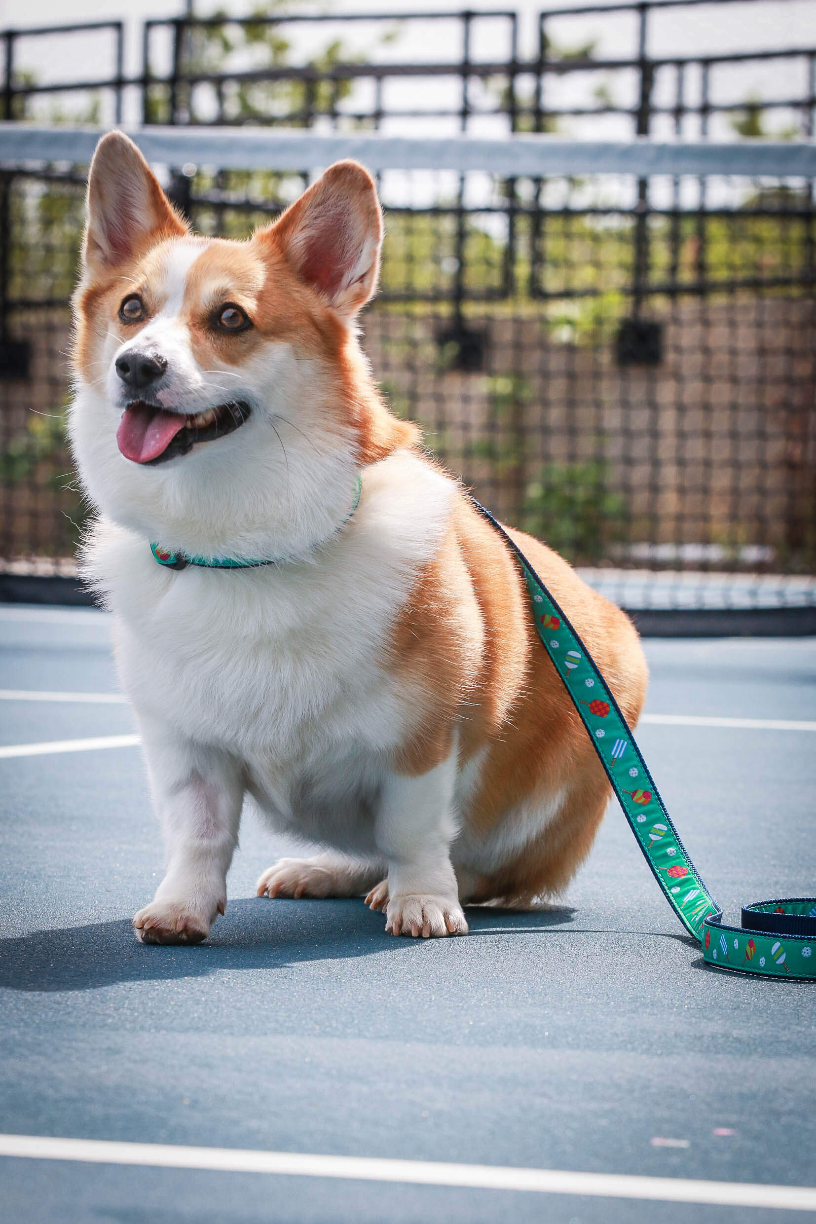 Pickleball Lover Collar