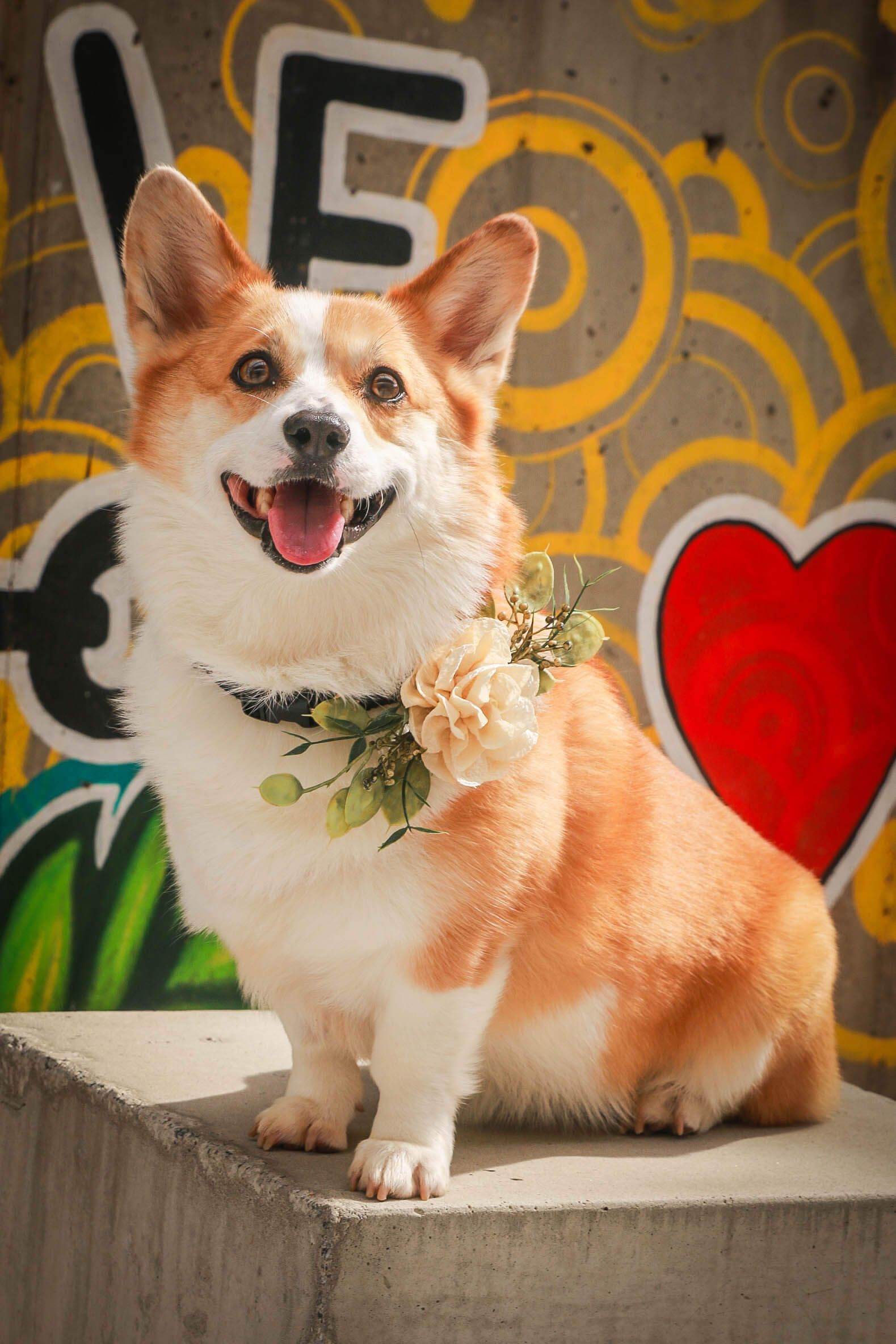 Floral Decor for Dog Wedding Collar | Ring Bearer Dog