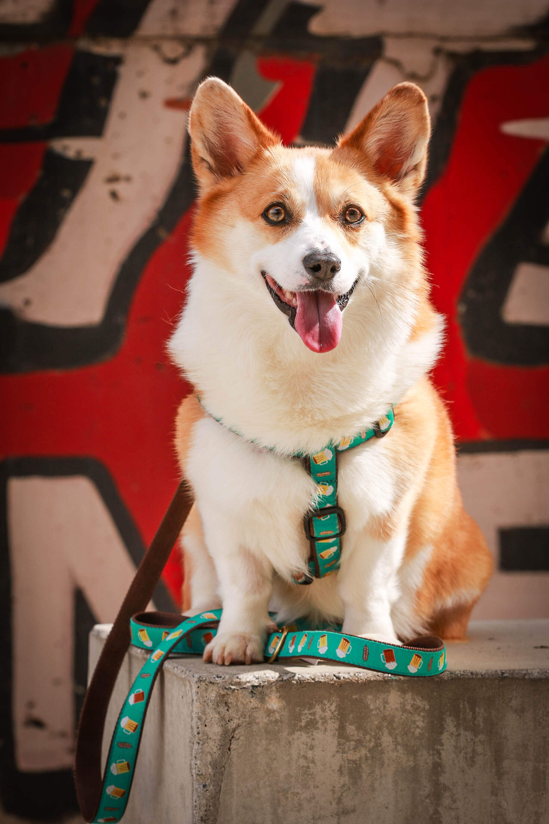 Beer Lover Collar