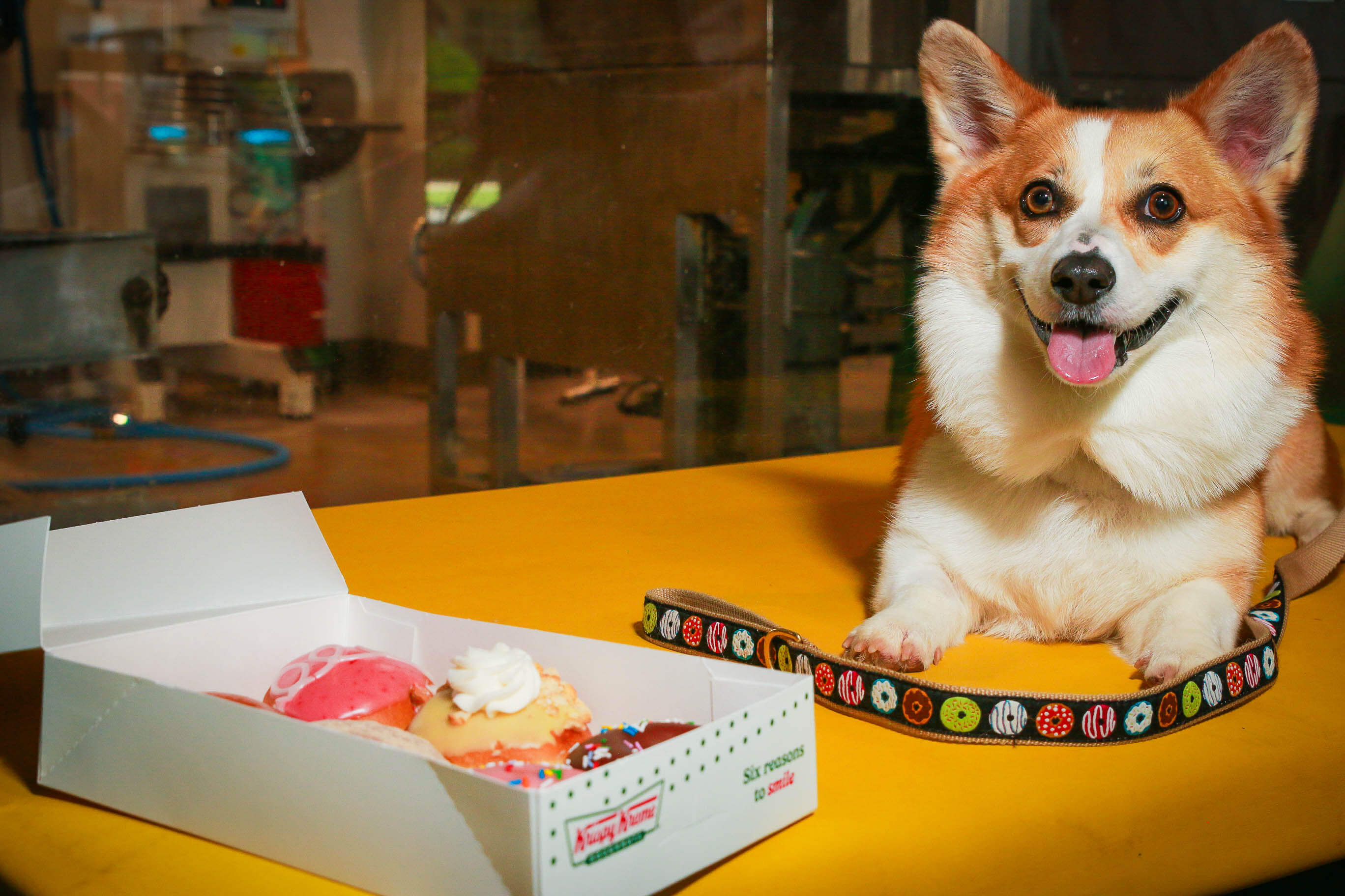 Donuts Lover Collar