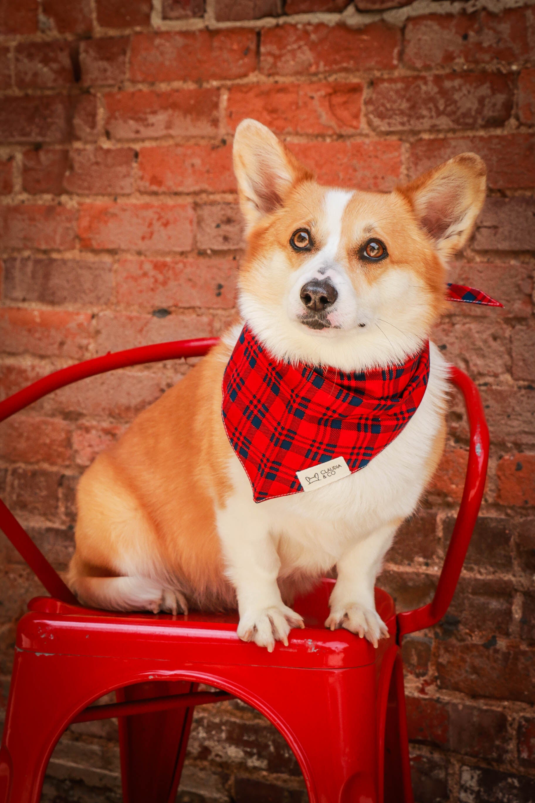 Cabin Fever Bandana