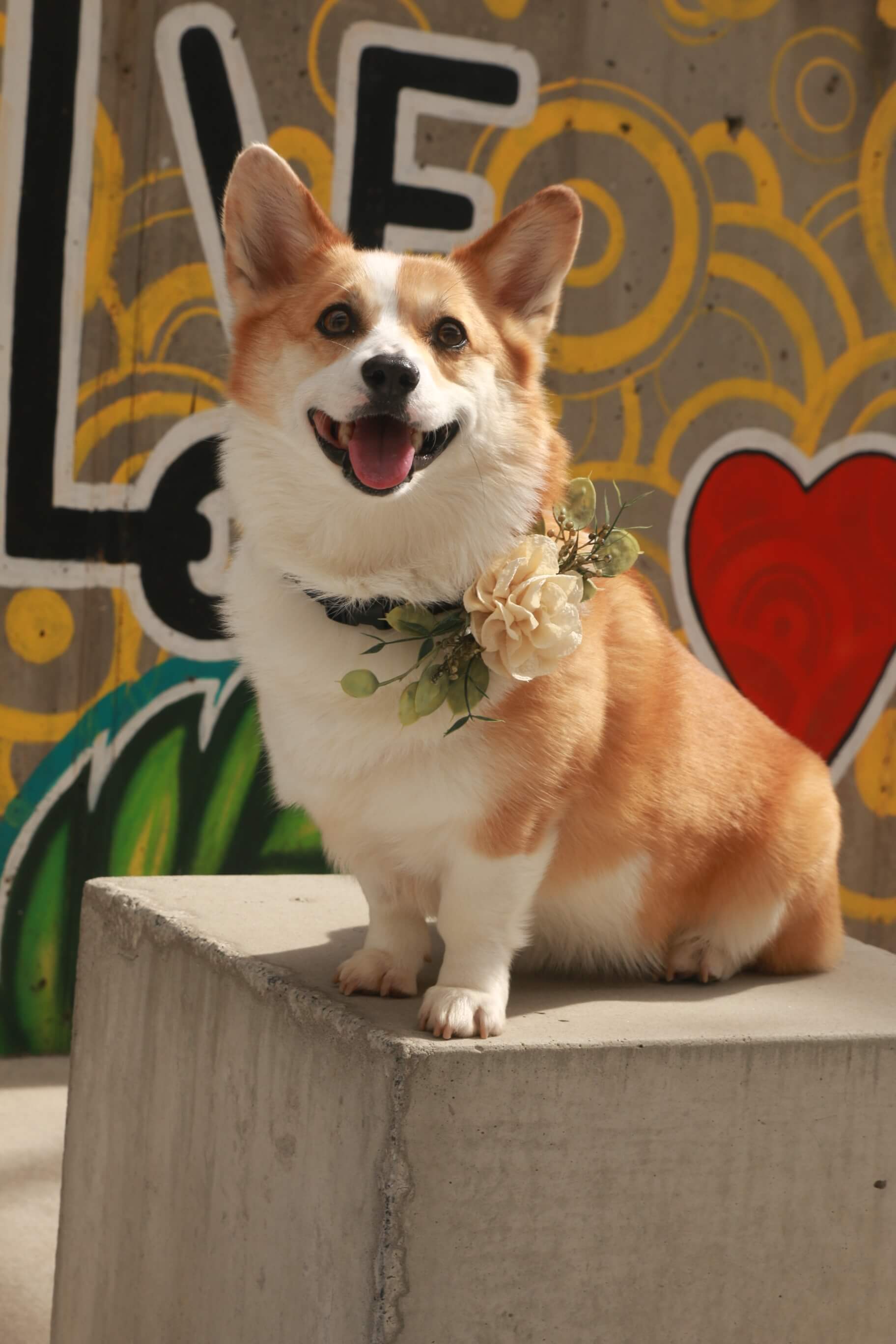 Floral Decor for Dog Wedding Collar | Ring Bearer Dog